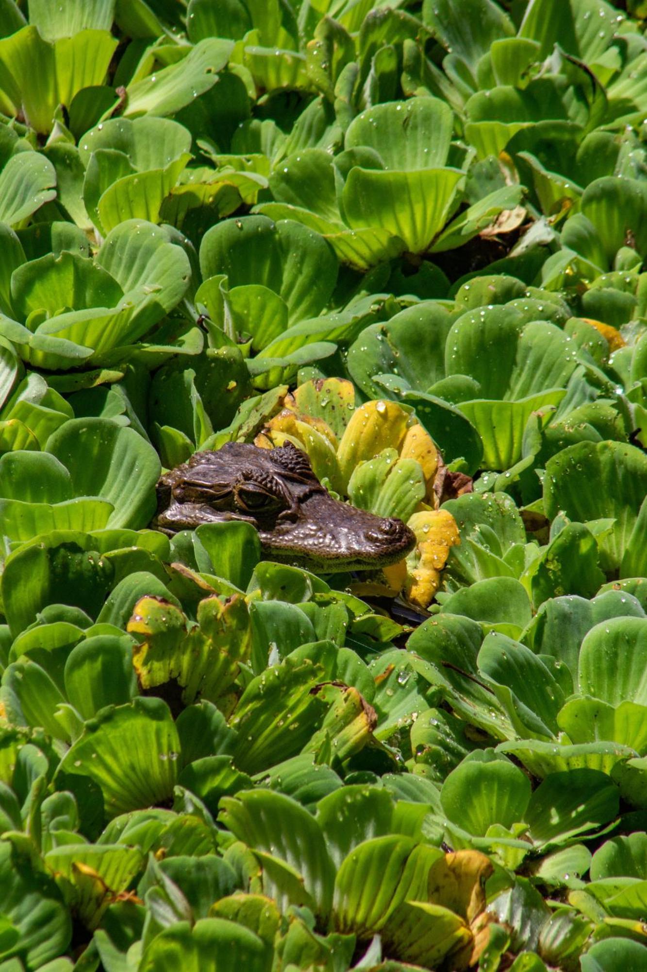 Finca Ecoturistica Los Jagueyes Baraya Zewnętrze zdjęcie
